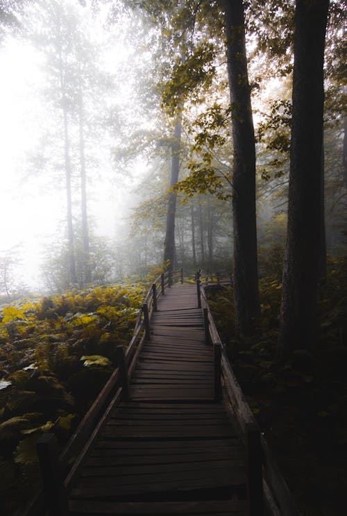 Free Brown Wooden Pathway in the Woods Stock Photo