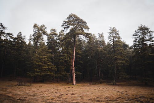 Fotos de stock gratuitas de alto, arboles, bosque