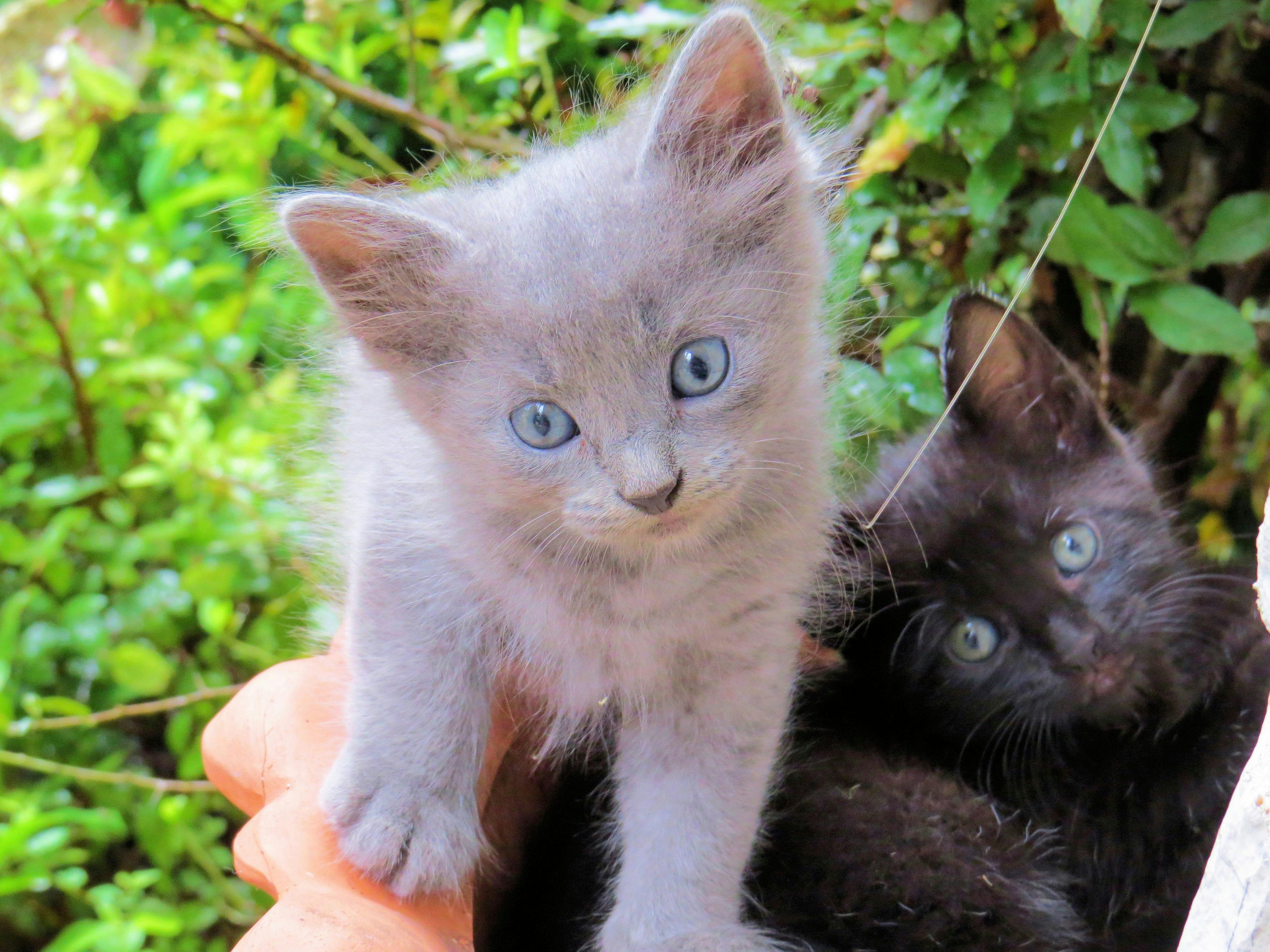 Free stock photo of feral cats, kittens, TNR