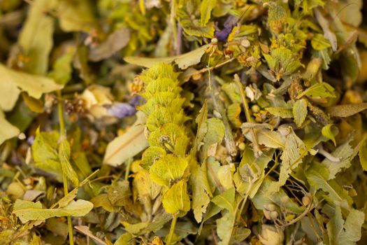 Ironwort Plant in Close-up View