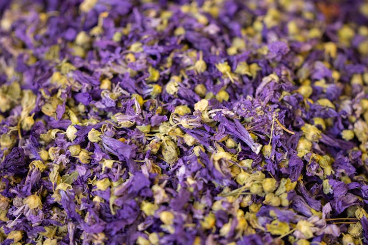 Dried Mallow Flowers In Abundance