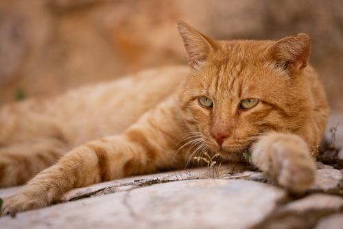 Free Close-up of a ginger cat lying down on stones with a blurred background, exuding calmness. Stock Photo