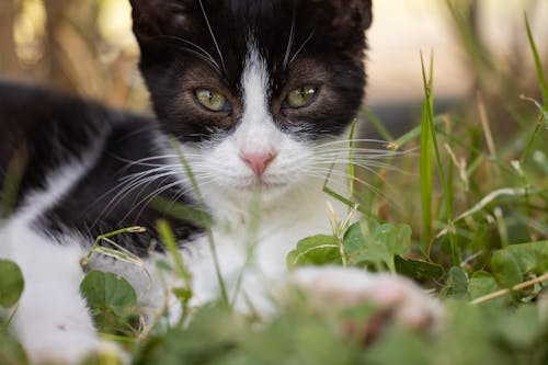 benekli kedi, burun, çim içeren Ücretsiz stok fotoğraf
