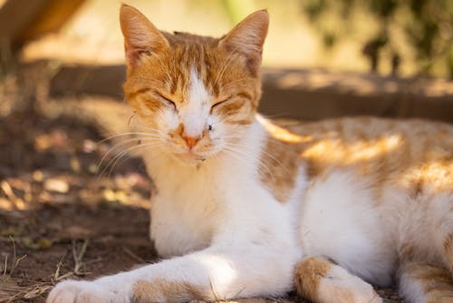 A Ginger Cat on the Ground