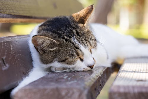 A Cat Sleeping on a Bench