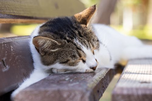 Free Close-up of a relaxed cat sleeping on a wooden bench in the sunny outdoors. Stock Photo