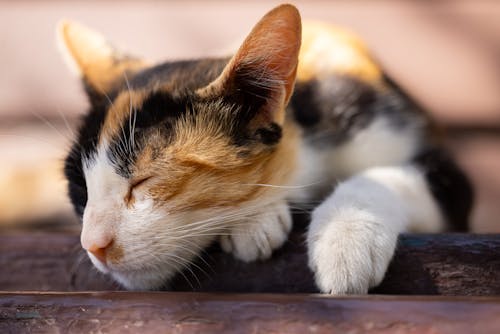 Free A Close-up Shot of a Cute Cat Sleeping Stock Photo