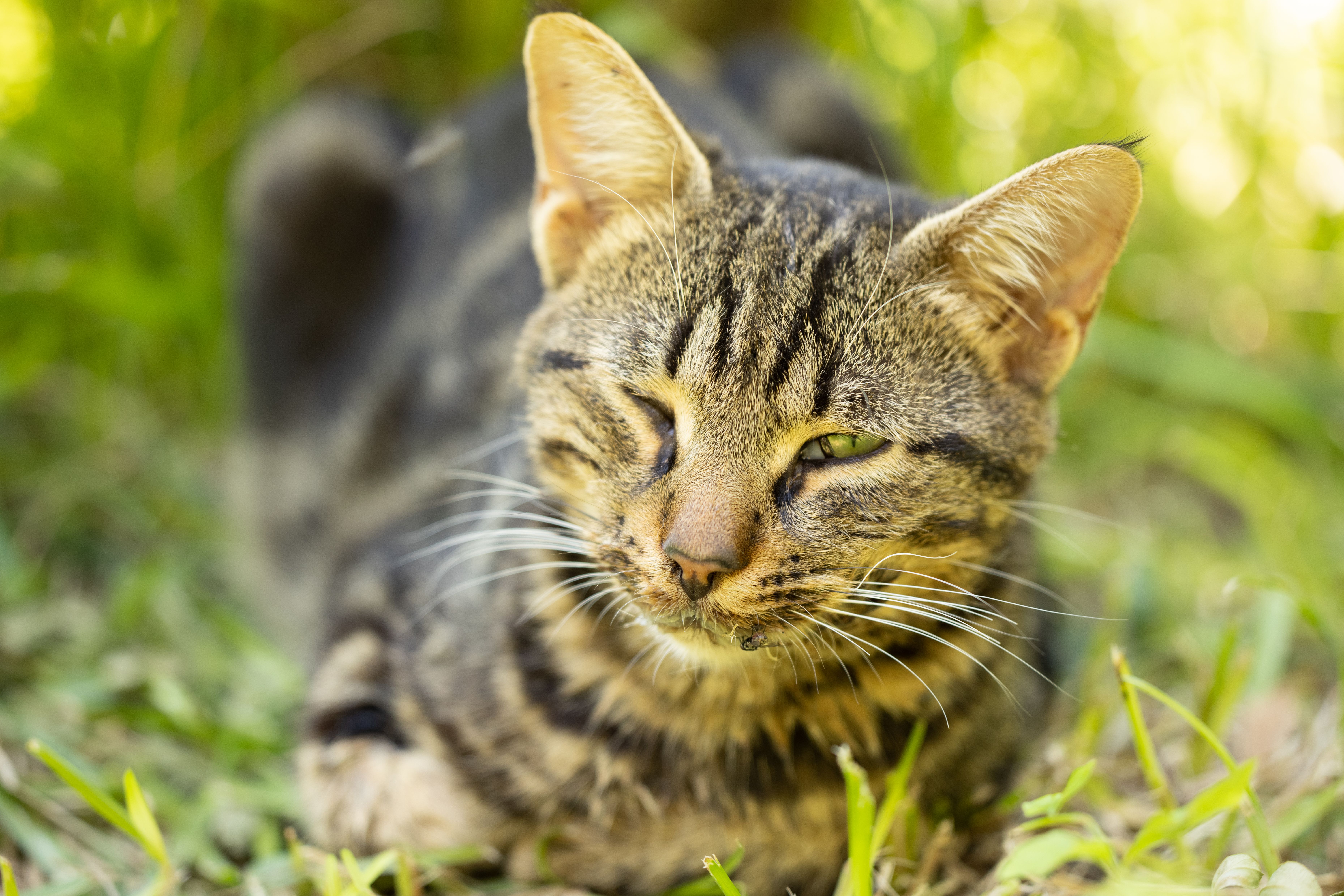 A Cute Cat Lying on Green Grass · Free Stock Photo