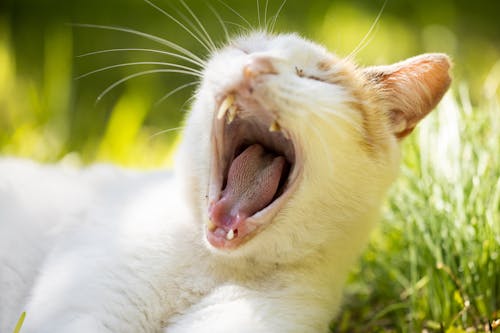 Free A White Cat Lying on the Grass Stock Photo