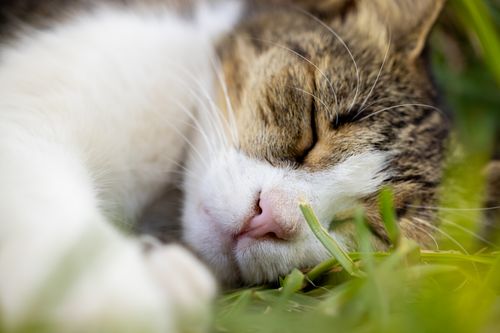 Free Adorable tabby cat sleeping peacefully in grassy area. Stock Photo