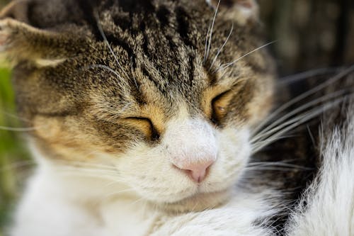 Foto profissional grátis de adorável, animal, bigodes de gato