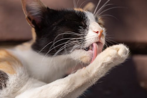 A Cat Licking It's Paw