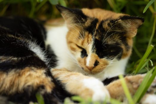 Close-up image of a cute calico cat sleeping peacefully in a grassy area.