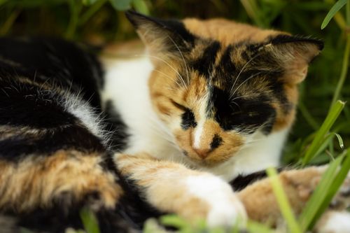 Free Close-up image of a cute calico cat sleeping peacefully in a grassy area. Stock Photo