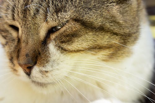 Close-Up Shot of a Tabby Cat