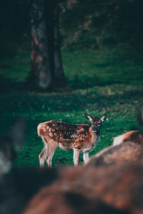 Free Young fawn in a tranquil forest scene, showcasing nature's beauty and wildlife charm. Stock Photo