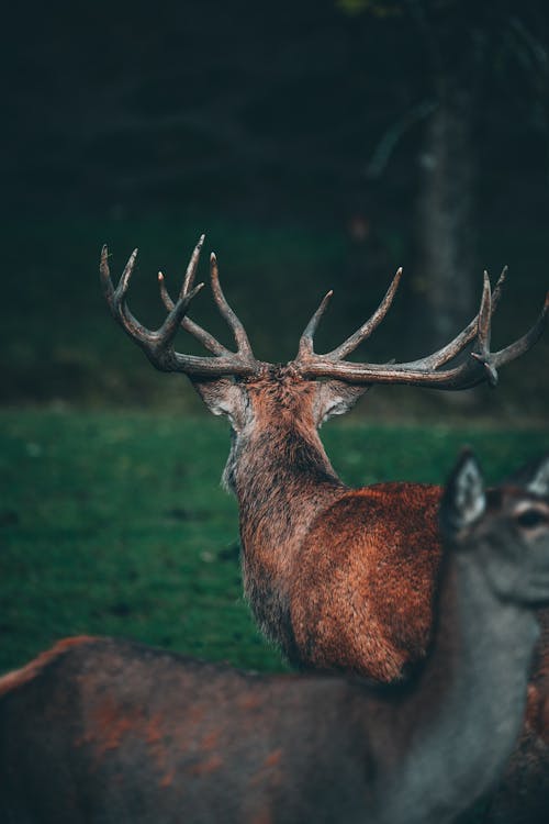 Brown Deer on Green Grass