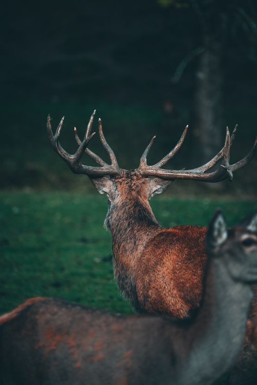 Free Elegant red deer with sprawling antlers stands gracefully in the forest, showcasing wildlife at its finest. Stock Photo