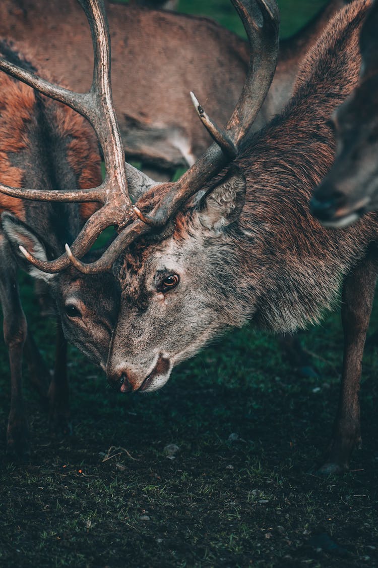 Deer And Doe In The Forest