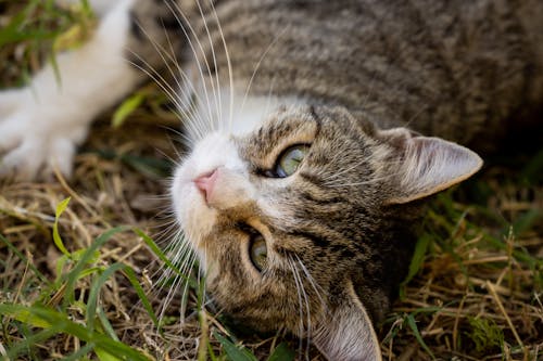 Kostenloses Stock Foto zu felidae, grünes gras, gucken