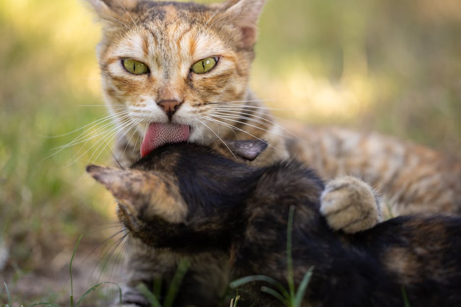 how do cats lick owners