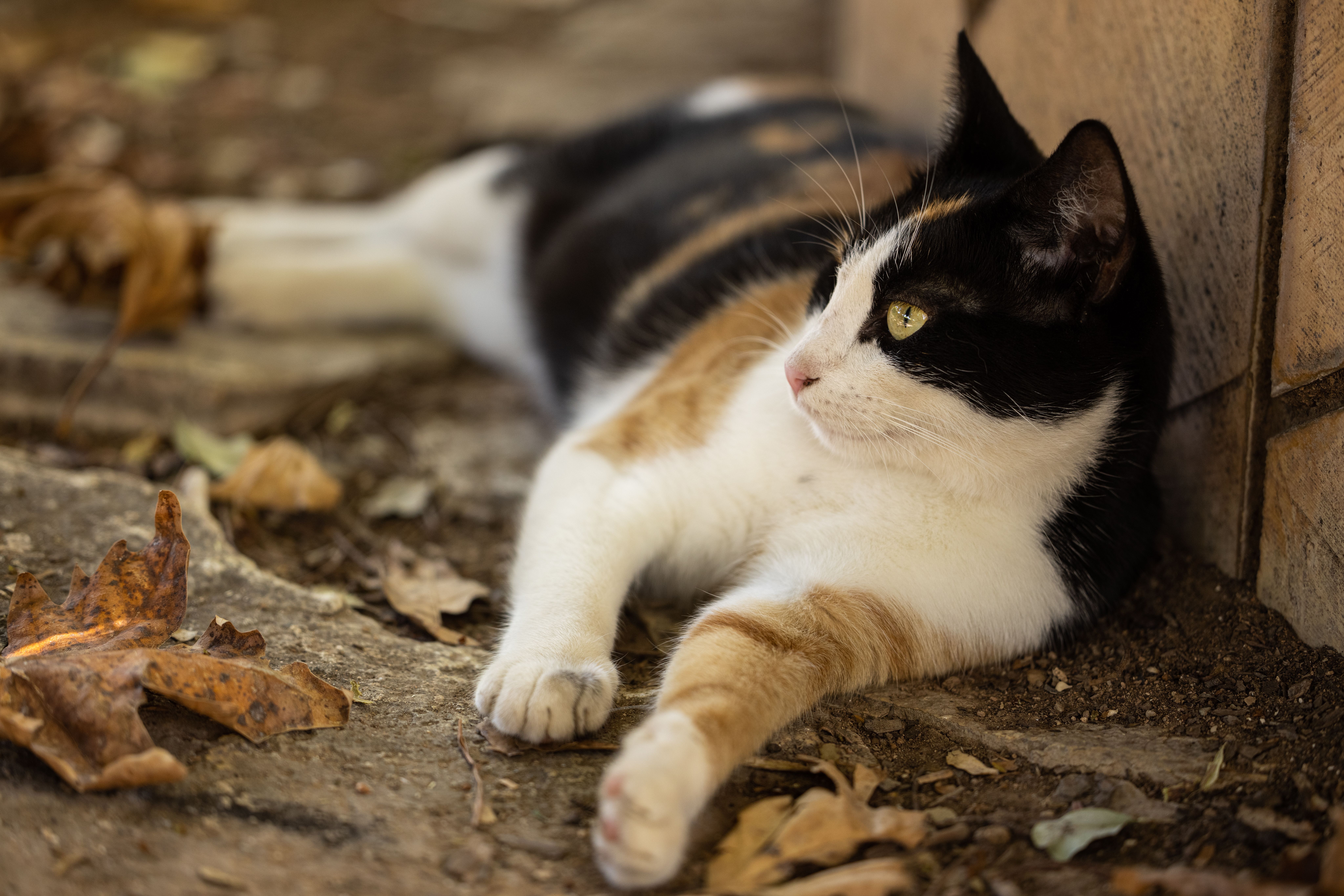 cuidados sazonais com pets explicados por veterinário