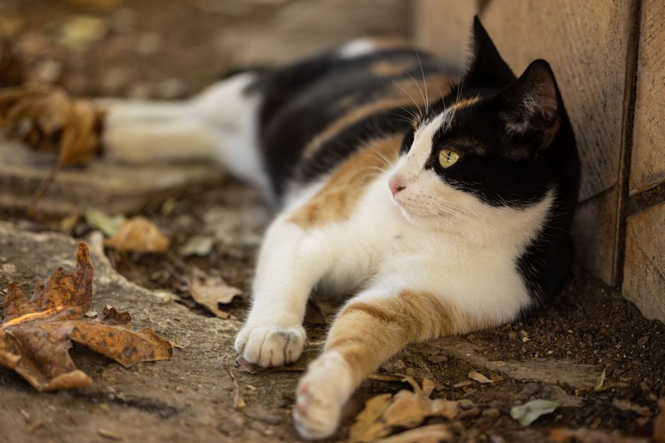 cuidados sazonais com pets explicados por veterinário
