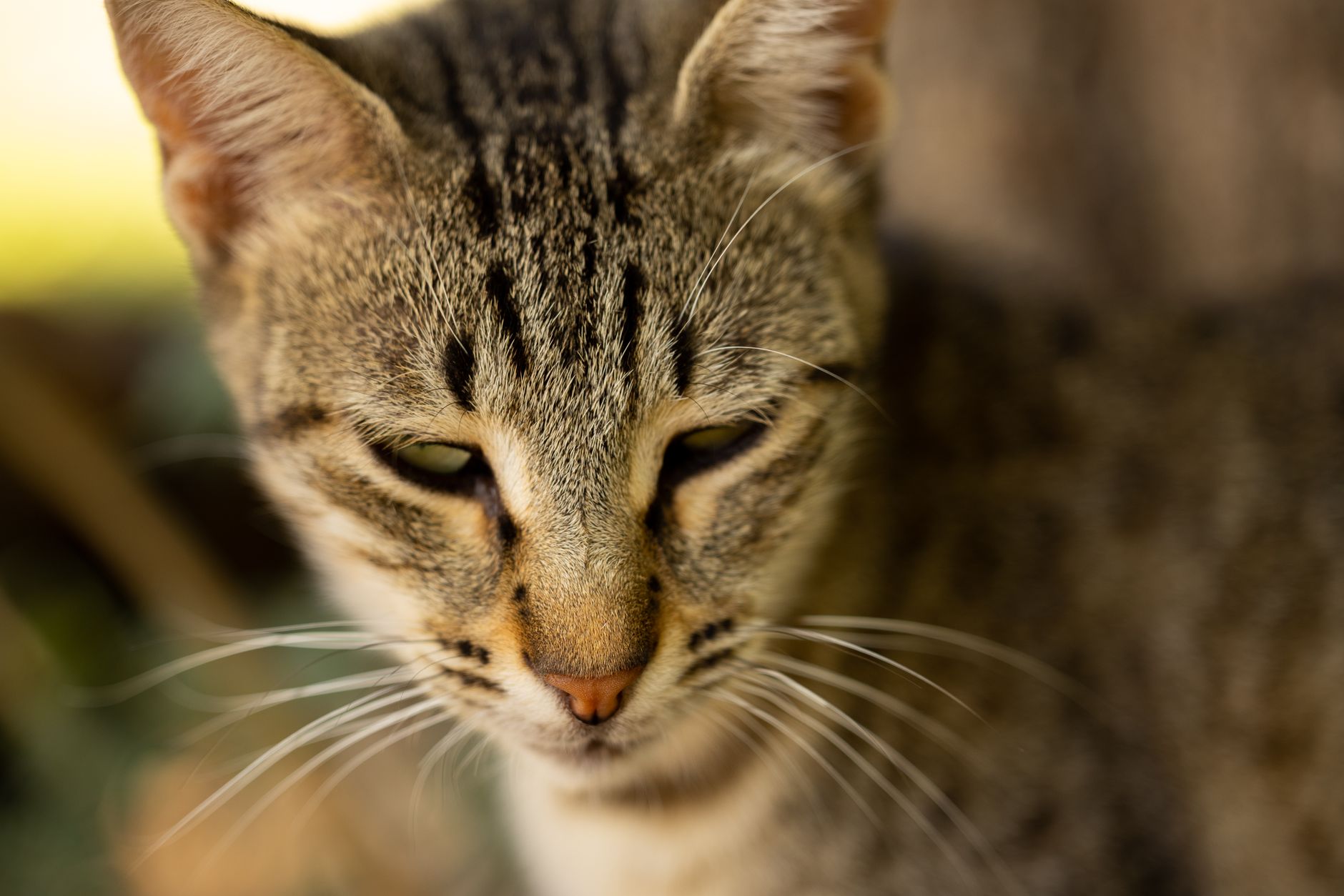 Veterinarian examining a cat during a checkup