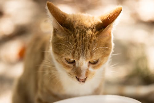 Close-Up Shot of a Tabby Cat