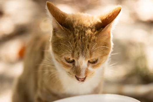 Adorable ginger tabby cat with striking whiskers enjoying the outdoors.