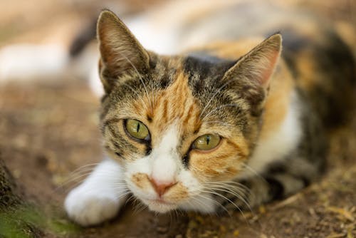 Imagine de stoc gratuită din a închide, adorabil, animal