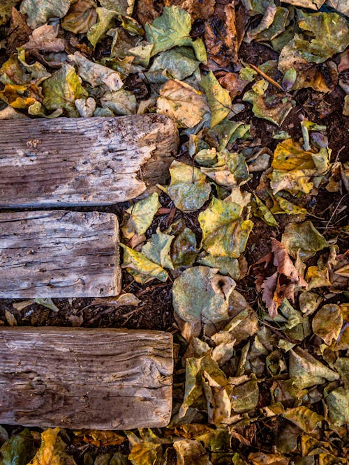 Planks and Leaves
