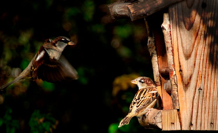 Close-Up Shot Of Sparrows