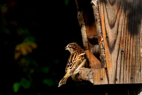 Free Close Up Photo of Bird Perched on a Bird Feeder Stock Photo