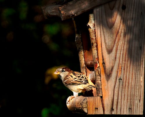 Close-Up Shot of a Sparrow on Wooden Birdcage