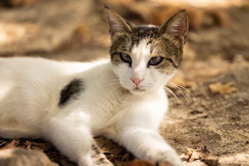 A Close-Up Shot of a Cat