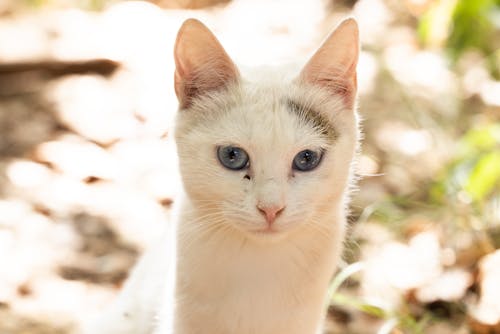 Close-Up Shot of a White Cat