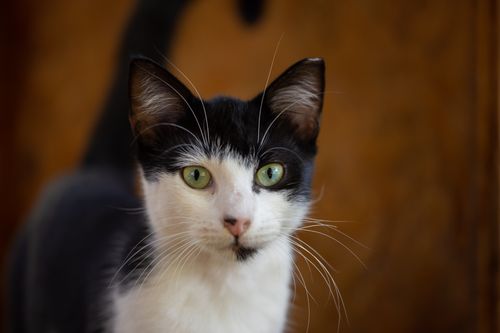 Free Adorable black and white cat with green eyes staring intently. Perfect for animal lovers. Stock Photo
