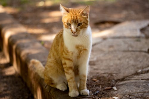 

A Close-Up Shot of an Orange Cat