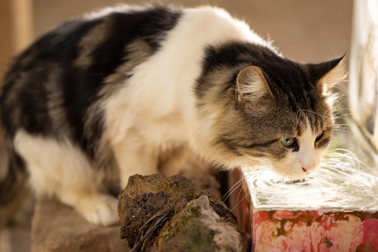 Photo Of A Cat Drinking Water