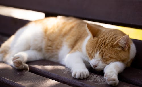 Orange Tabby Cat Sleeping on Wooden Bench