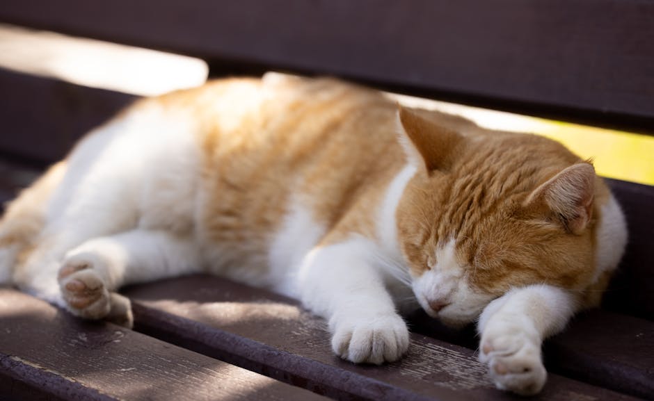 How to decode a cats sleeping position?