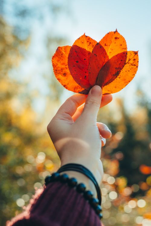 Free A close-up shot of a hand holding orange autumn leaves against a blurred background. Stock Photo