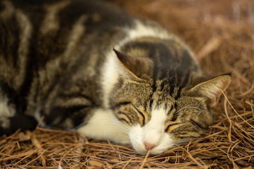 Tabby Cat Sleeping on Hay
