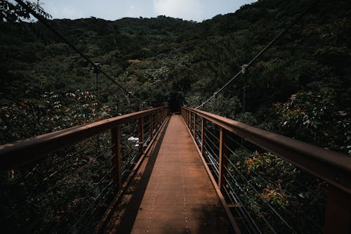 Free stock photo of adventure, japan, jungle