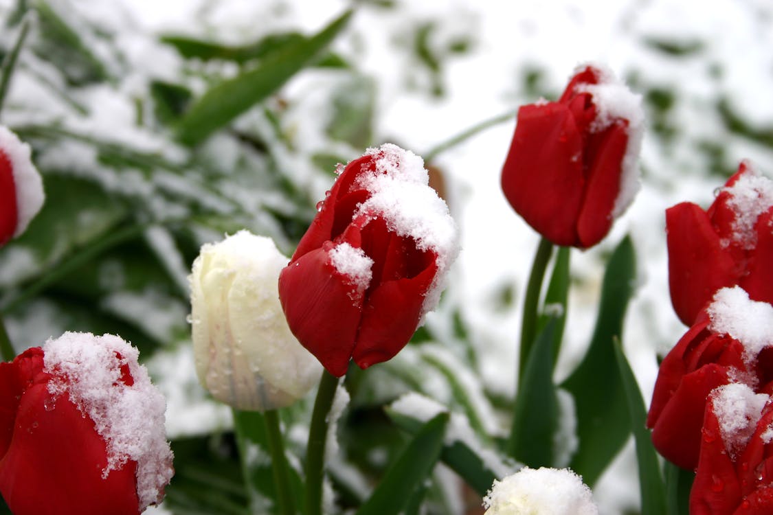 Free A Snow on a Tulips Flowers Stock Photo