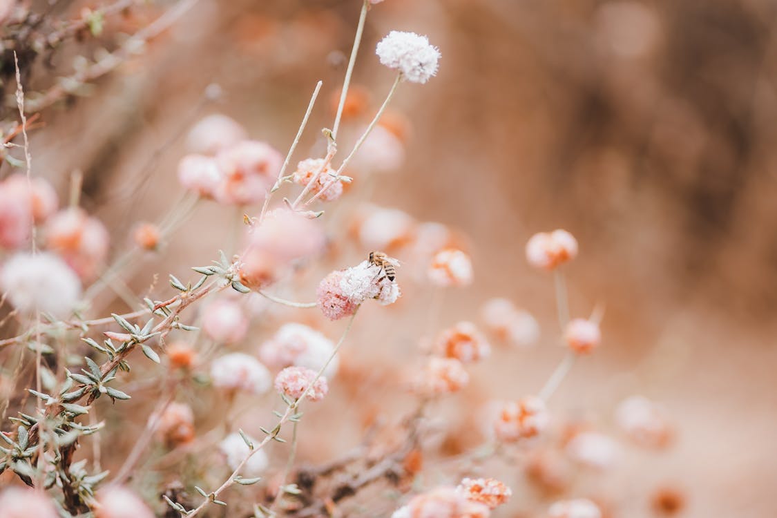 Bee on a Flower