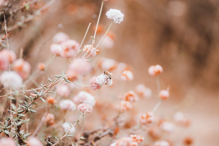 Bee On A Flower