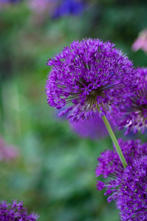 Kostenloses Stock Foto zu blume, blütenblätter, frisch