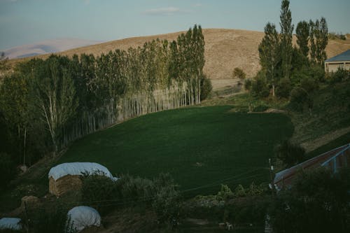 Fotos de stock gratuitas de agricultura, arboles, campos de cultivo